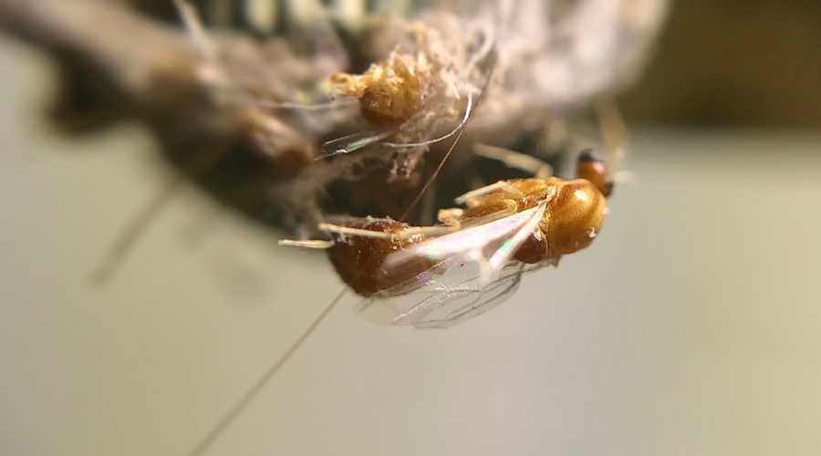 flying ant | Pest Control Carlsbad | Exterminator Carlsbad | Carlsbad Pest Control