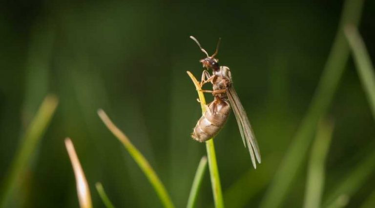 Why Do Ants Fly: How to Get Rid of Them | Pest Control Carlsbad | Exterminator Carlsbad | Carlsbad Pest Control