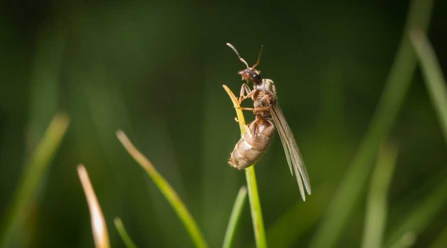 Why Do Ants Fly: How to Get Rid of Them | Carlsbad Pest Control