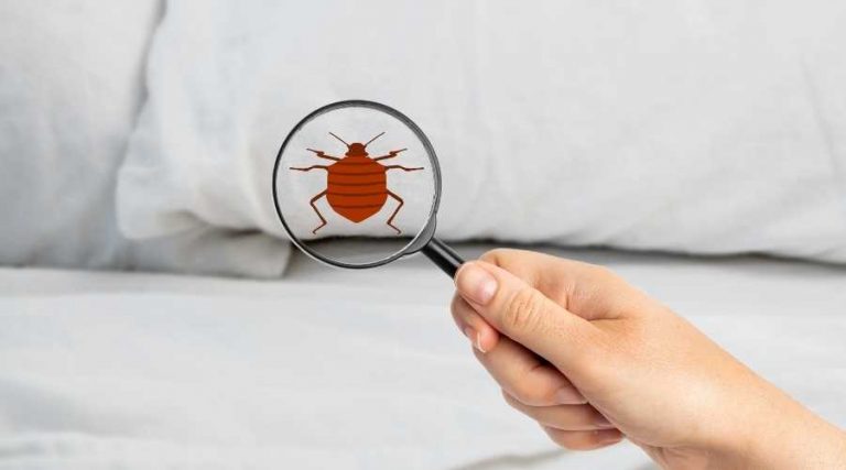 6 Easy Ways to Treat Bed Bug Bites | Bed Bug Flea Bites | Pest Control Carlsbad | Exterminator Carlsbad | Carlsbad Pest Control
