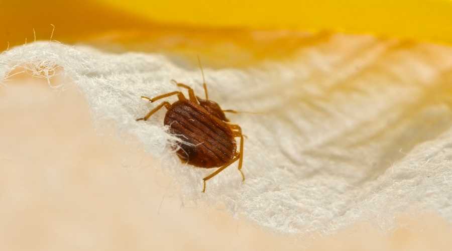 bed bug on yellow sheets | Pest Control Carlsbad | Exterminator Carlsbad