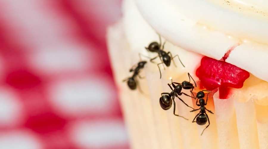 black ants on cupcakes | Pest Control Carlsbad | Exterminator Carlsbad | Carlsbad Pest Control