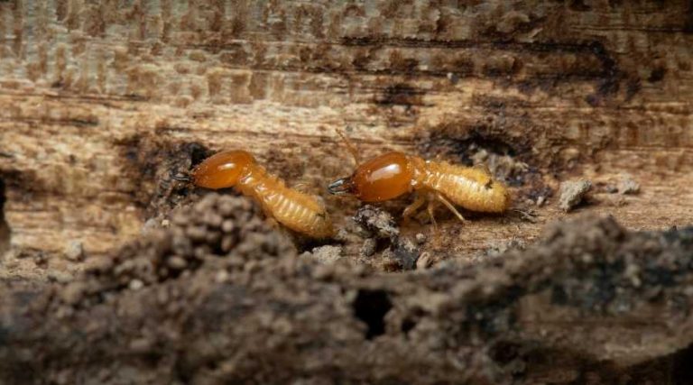 termite types eng