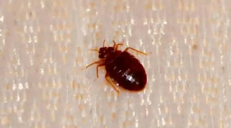 Bed Bug Management & Treatment | Carlsbad Pest Control