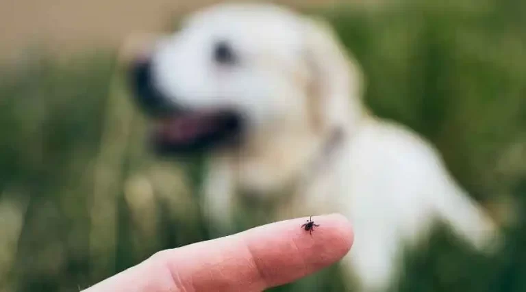 Where Can I Find a Professional Tick Control Service?