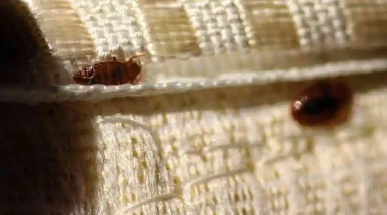 How Bad Is It To Have Bed Bugs In My Carlsbad Home?