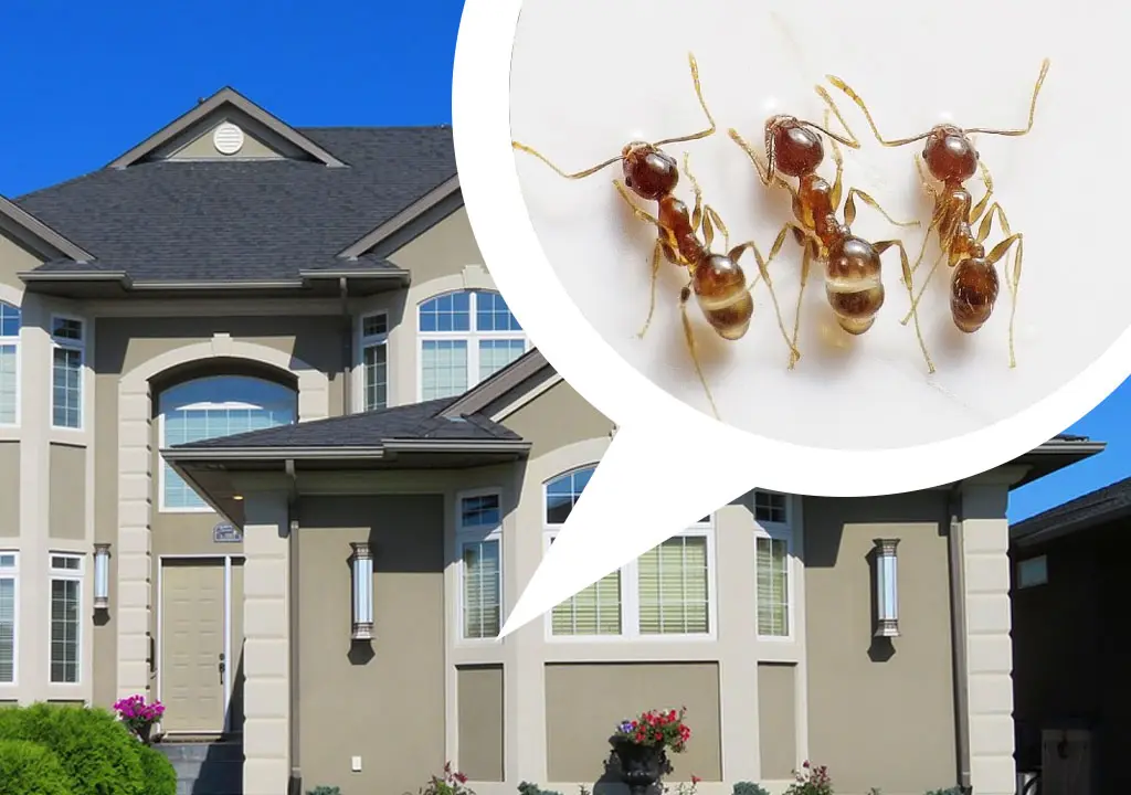 Ant Control | Pest Control in Carlsbad California