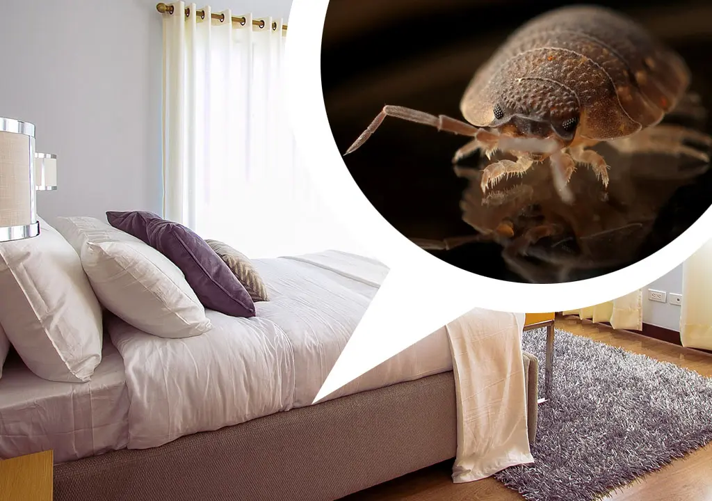 Bed Bug Control | Pest Control in Carlsbad California