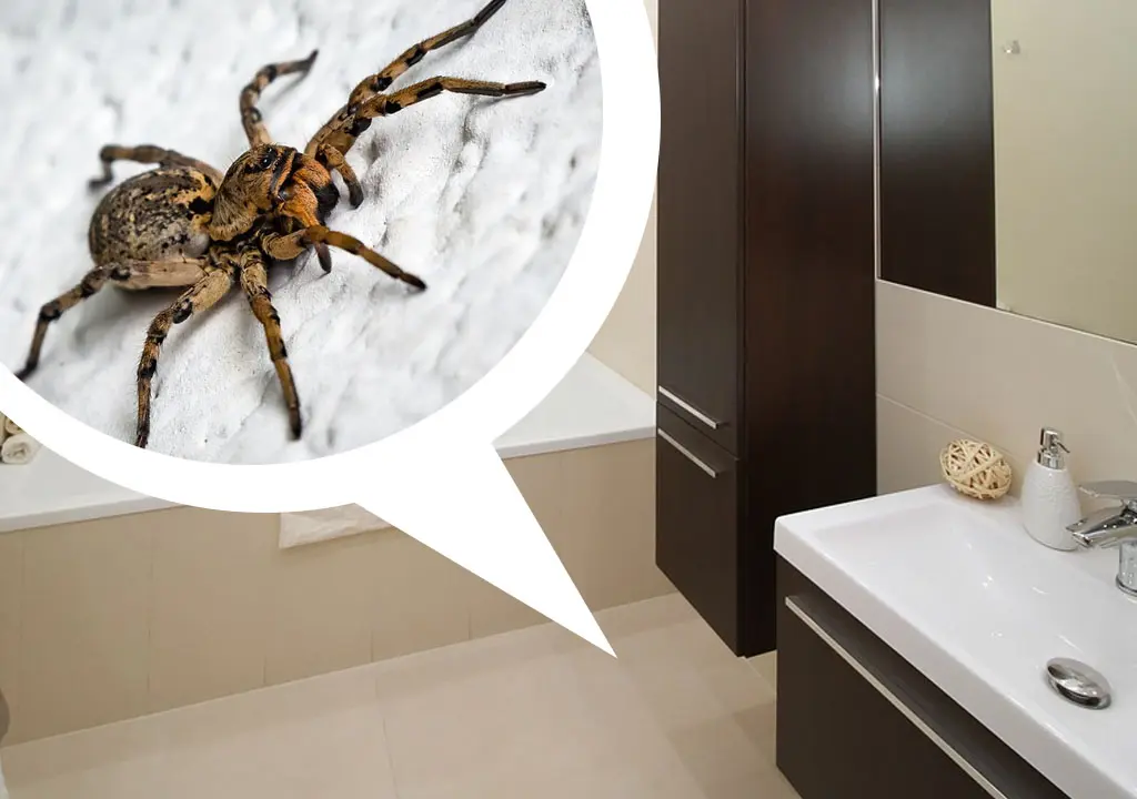 Spider Control | Pest Control in Calrsbad California