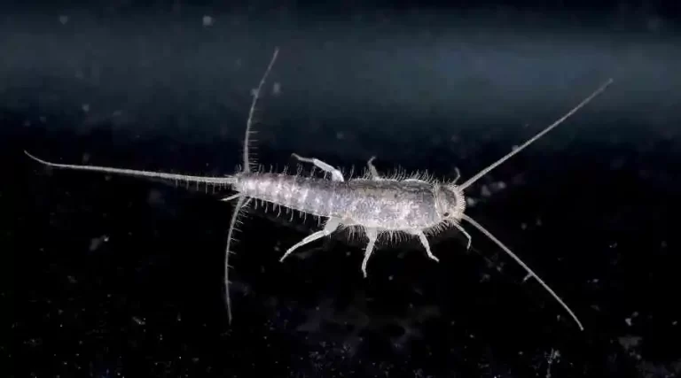 Silverfish in Carlsbad, California document