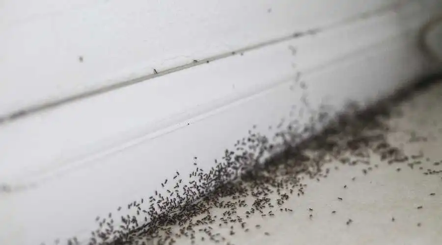 Should You Be Concerned If You Find Ants in California?