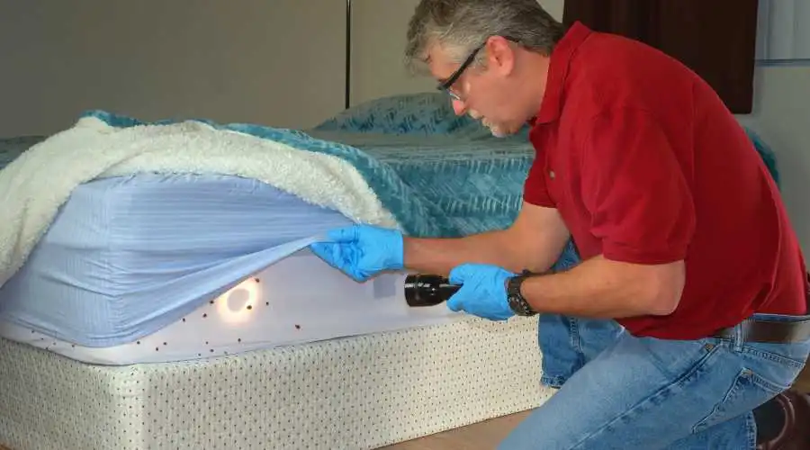 How Can I Remove Bed Bugs from My Property?