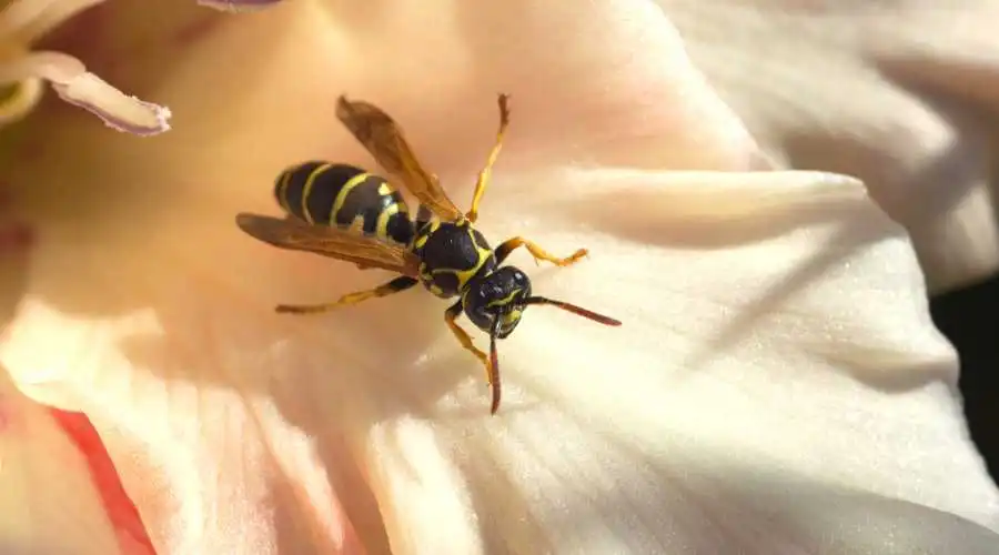 01 - remove wasps from home