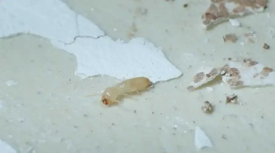 01 - termites invade homes