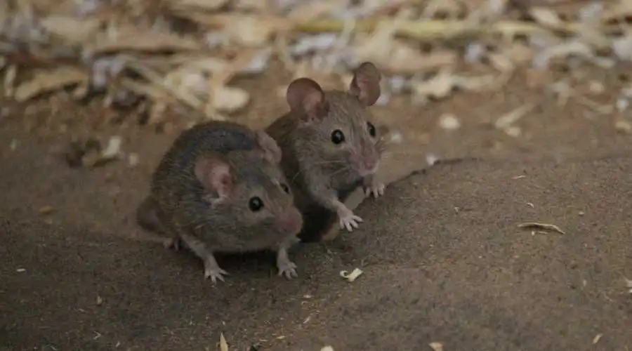 01.1 - how exterminators get rid of mice