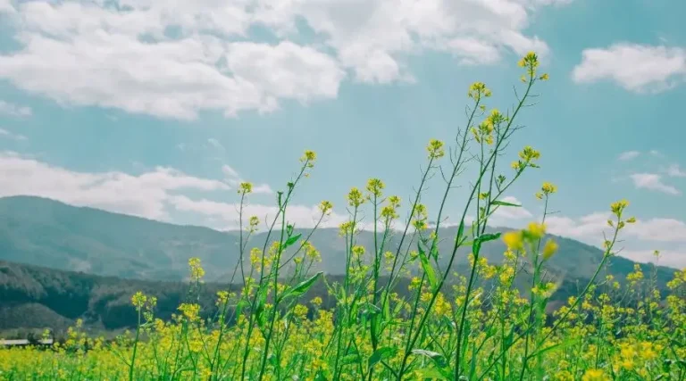 flower field