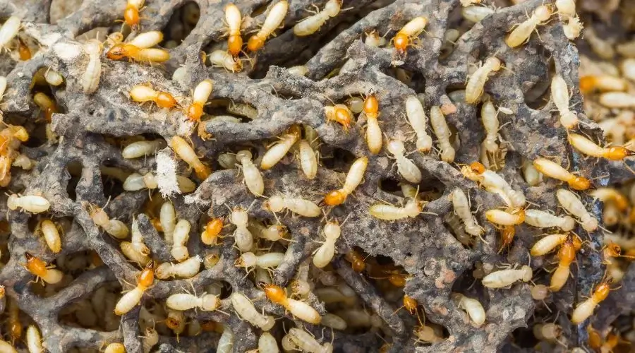 4.1 - termite pest control
