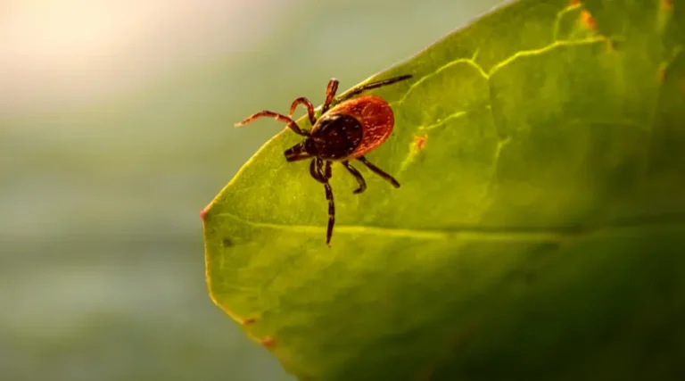 Tick Control in Your Backyard
